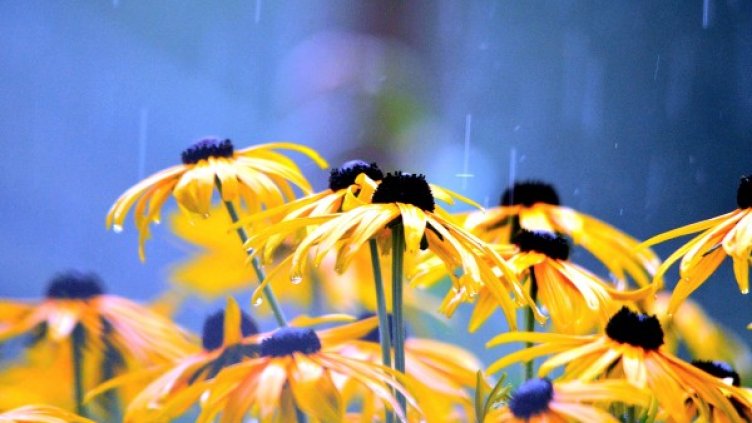 Снимка: Pixabay