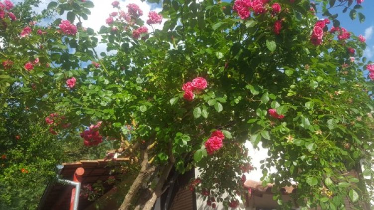 Снимка: Dnes.bg