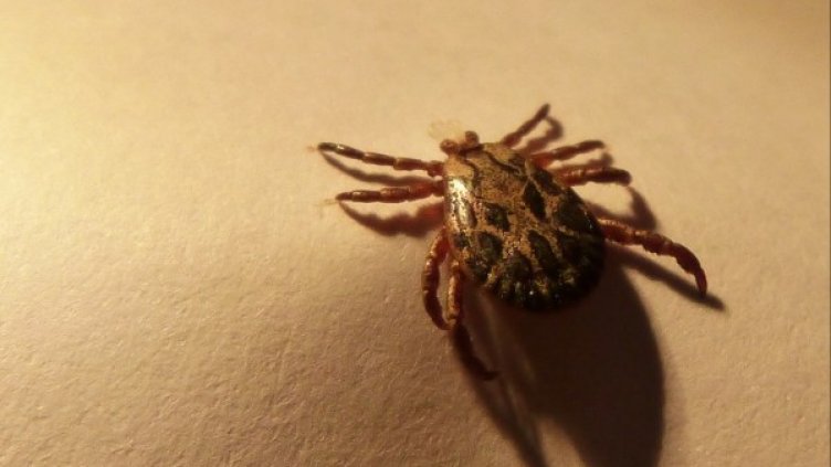 Снимка: pixaBay