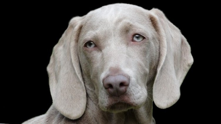 Снимка: Pixabay