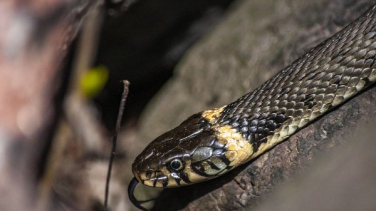 Снимка: Pixabay