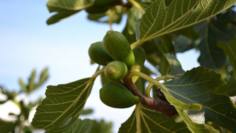 Снимка: Pixabay