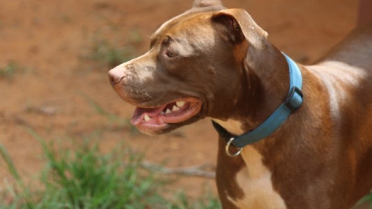 Снимка: pixaBay