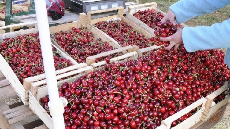 Снимка: архив "Булфото"