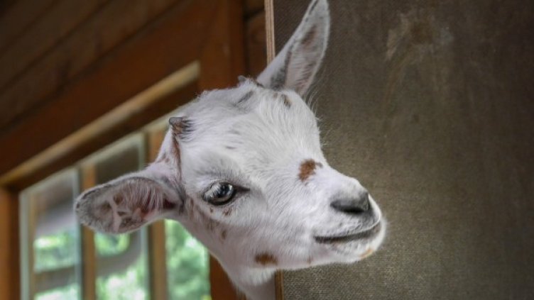 Снимка: Pixabay