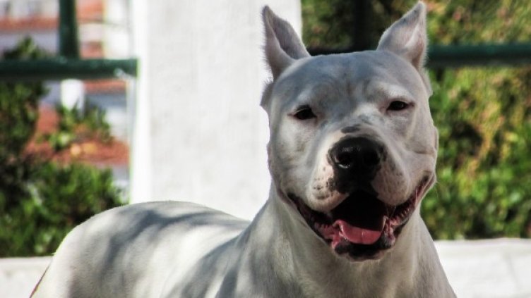 Снимка: Pixabay