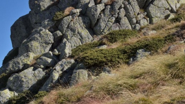 Архив: Булфото