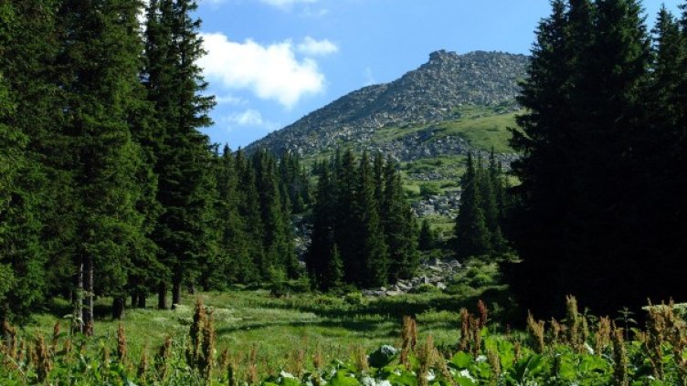 Снимка: Булфото