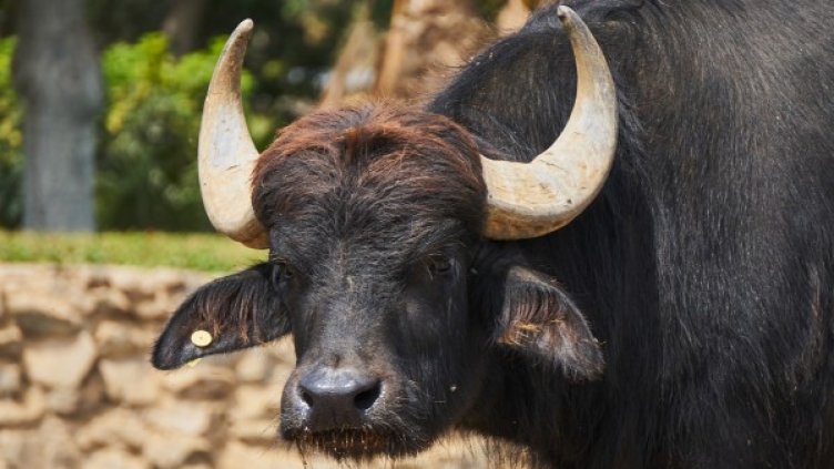 Снимка: Pixabay