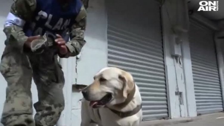 Лабрадорът Фрида се пенсионира, спасила е 12 живота