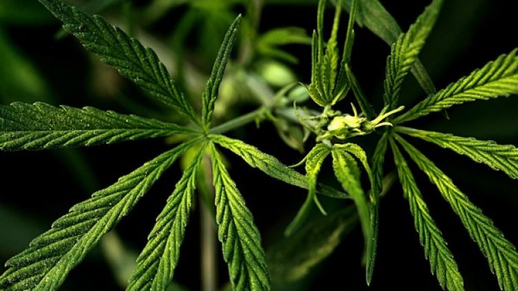 Снимка: Pixabay