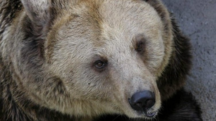 Снимка: Булфото