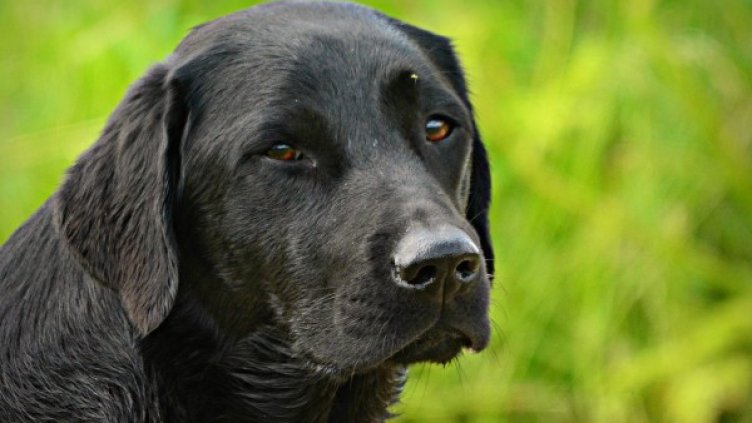 Снимка: Pixabay