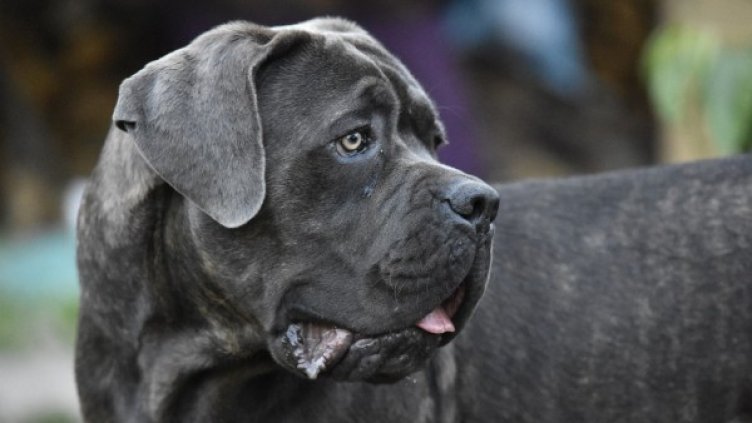 Снимка: Pixabay