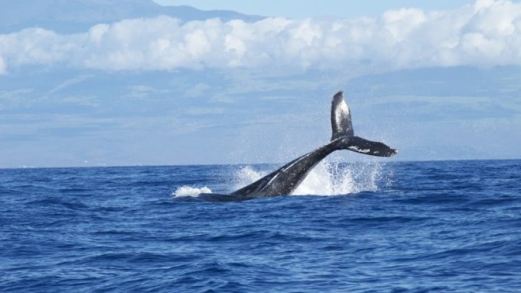 Снимка: Pixabay