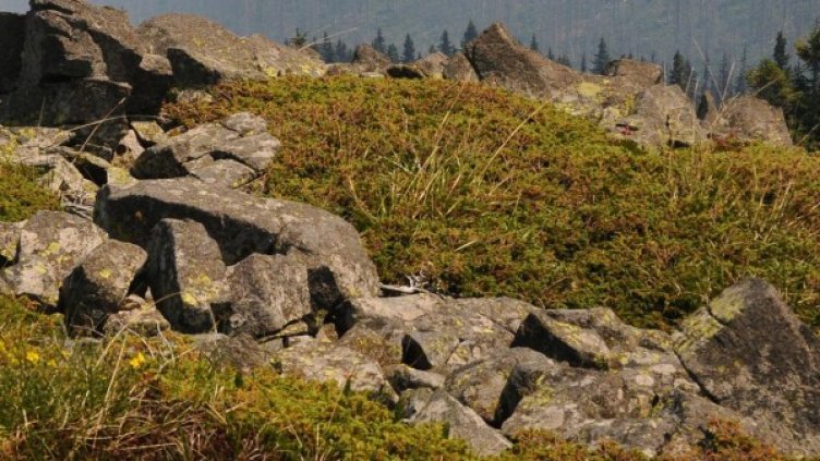 Снимка: Архив, Булфото