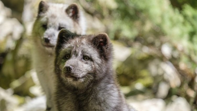 Снимка: Pixabay