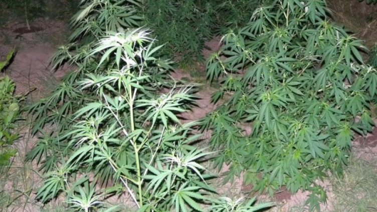 Архив: Булфото