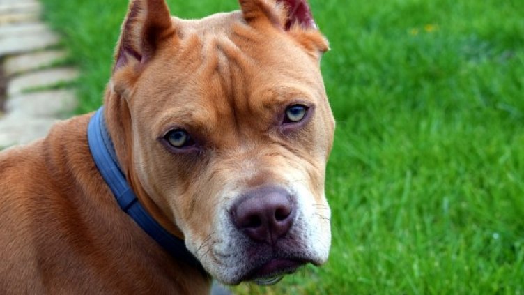 Снимка: pixabay