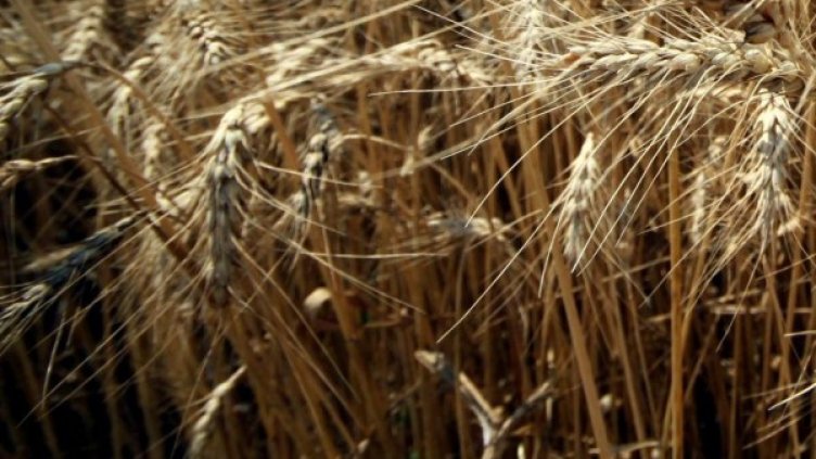 Архив: Булфото