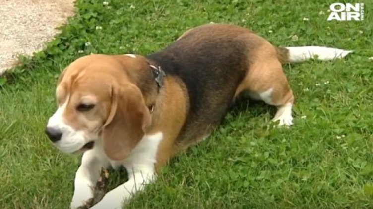 Снимка: Bulgaria ON AIR