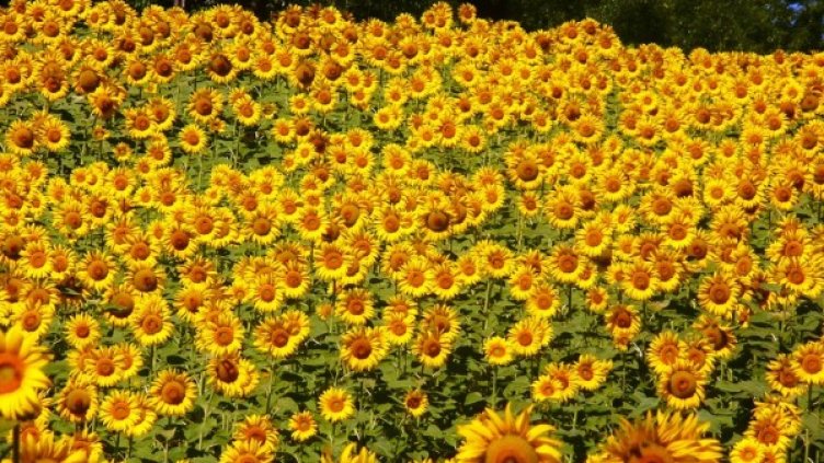 Снимка: Pixabay