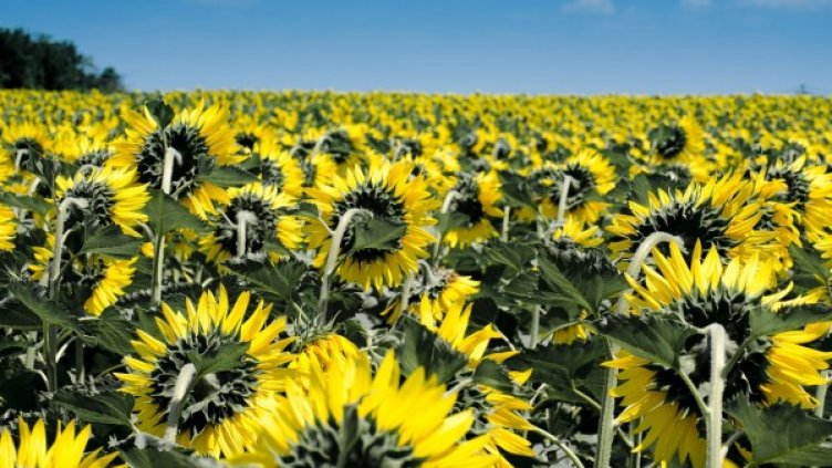 Снимка: Pixabay