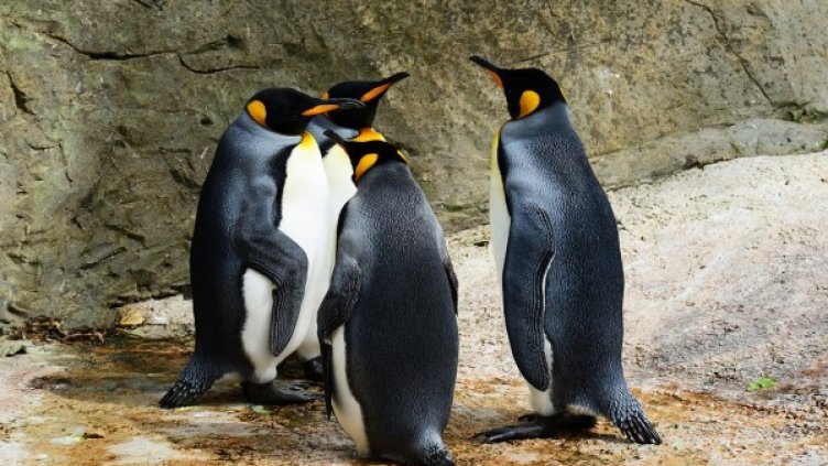 Снимка: Pixabay