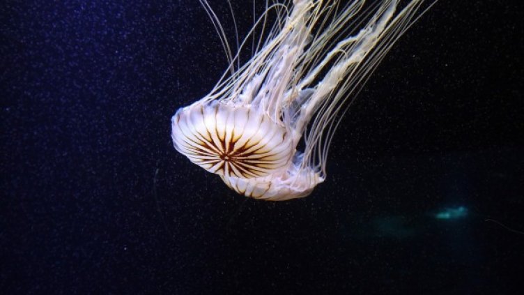 Снимка: Pixabay