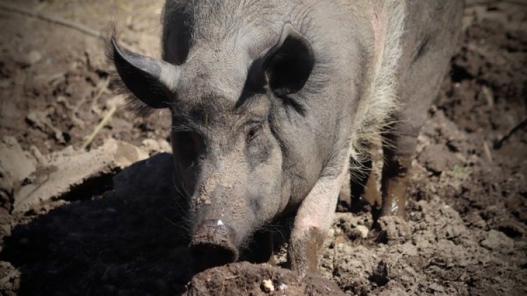 Снимка: pixaBay