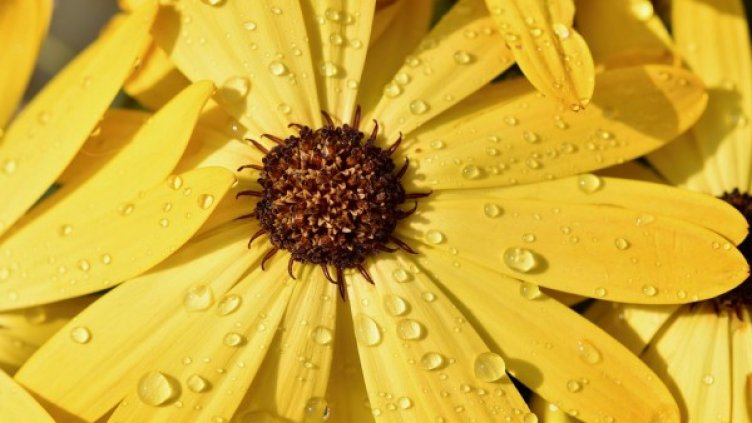 Снимка: Pixabay