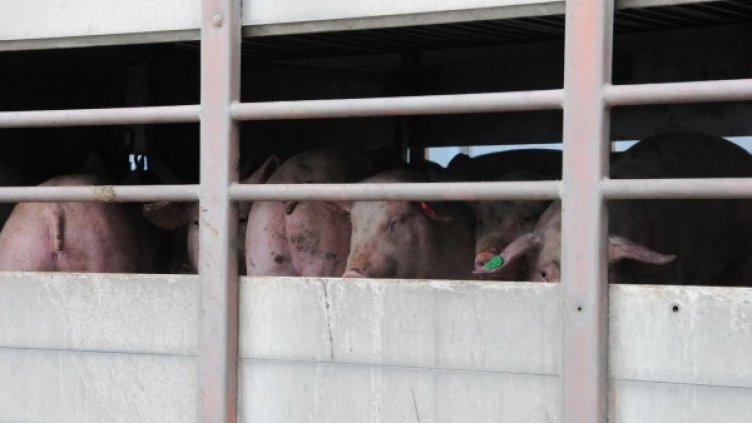 Снимка: архив "Булфото"