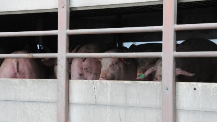 Снимка: архив, Булфото