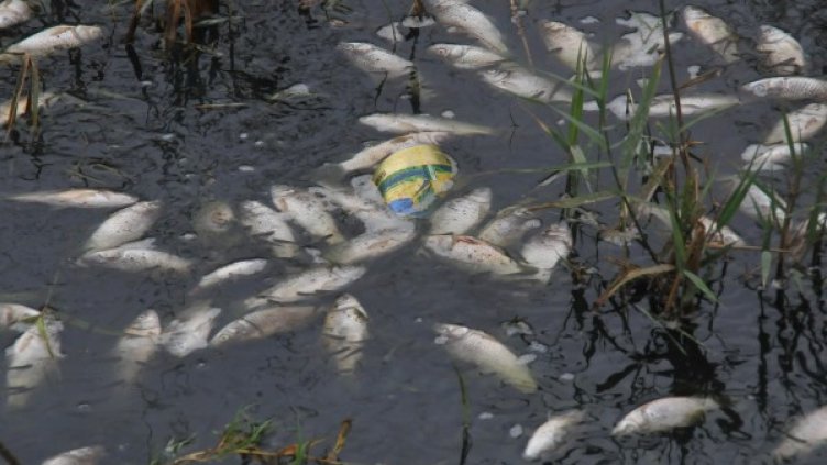 Снимка: архив "Булфото"