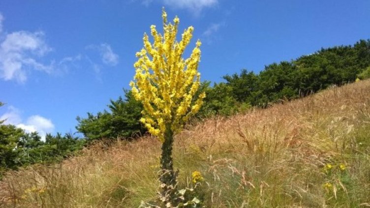 Снимка: Dnes.bg