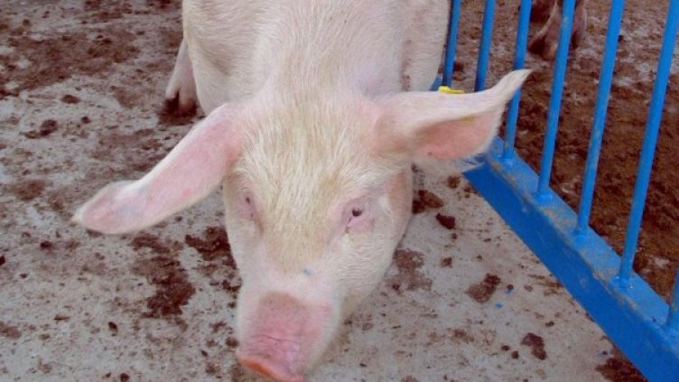 Снимка: архив, БулФото