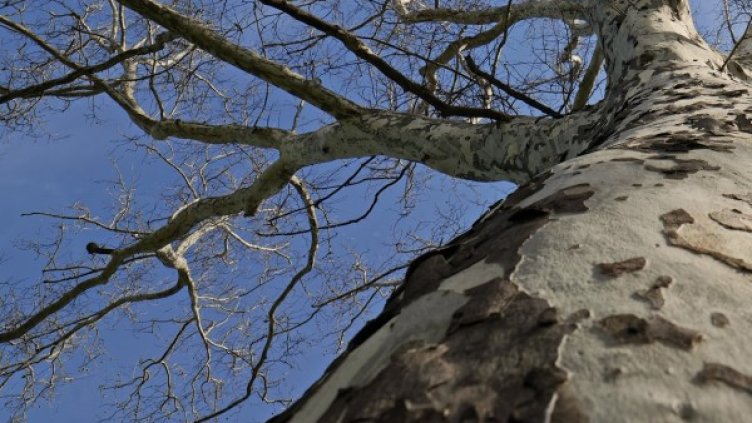 Снимка: pixabay.com