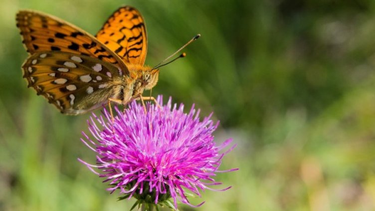 Снимка: Pixabay