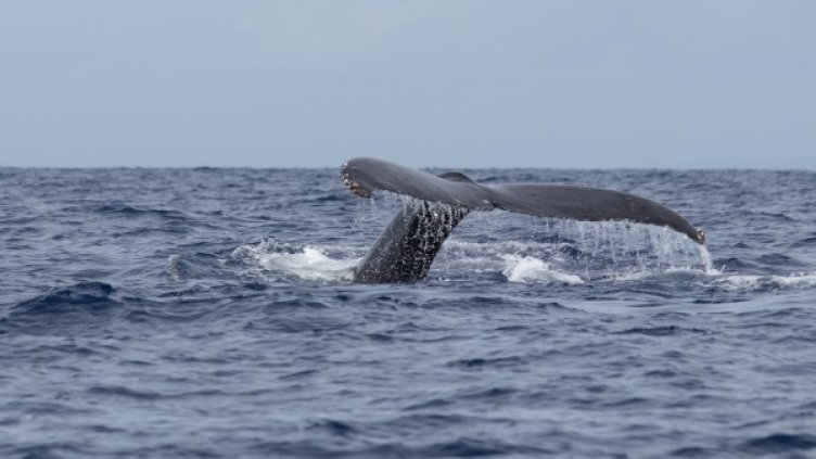 Снимка: Pixabay