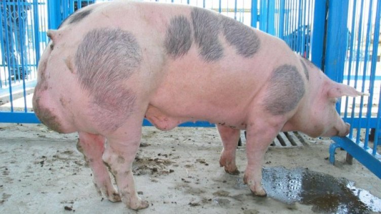 Снимка: Булфото, архив