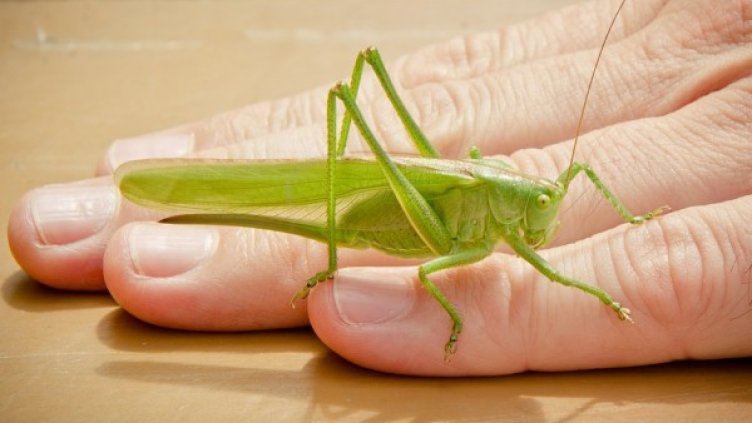 Снимка: pixabay