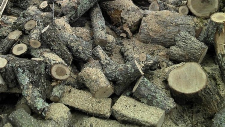 Снимка: Архив, Булфото