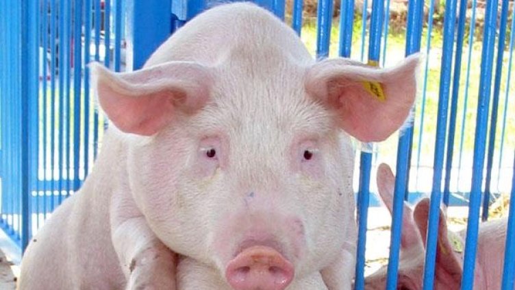 Снимка: Архив, Булфото