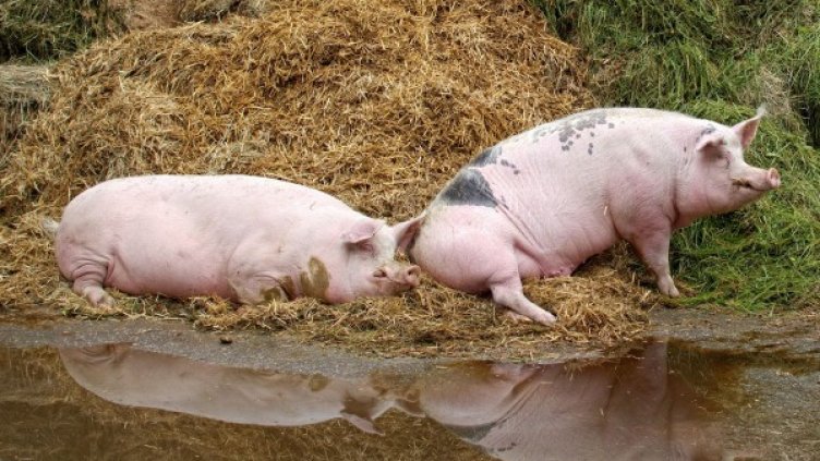 Снимка: Pixabay