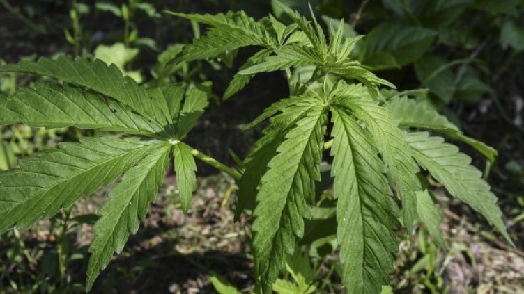 Снимка: Булфото