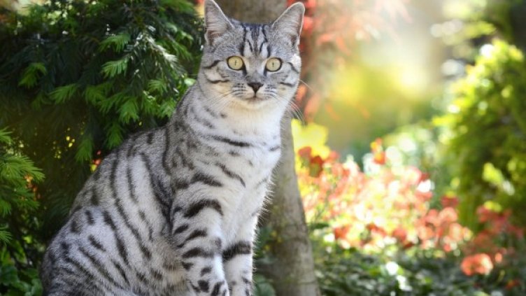 Снимка: Pixabay