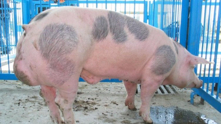 Архив: Булфото