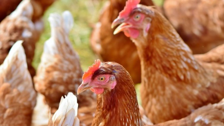 Снимка: Pixabay