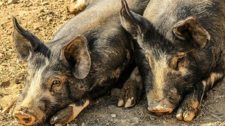 Снимка: Pixabay