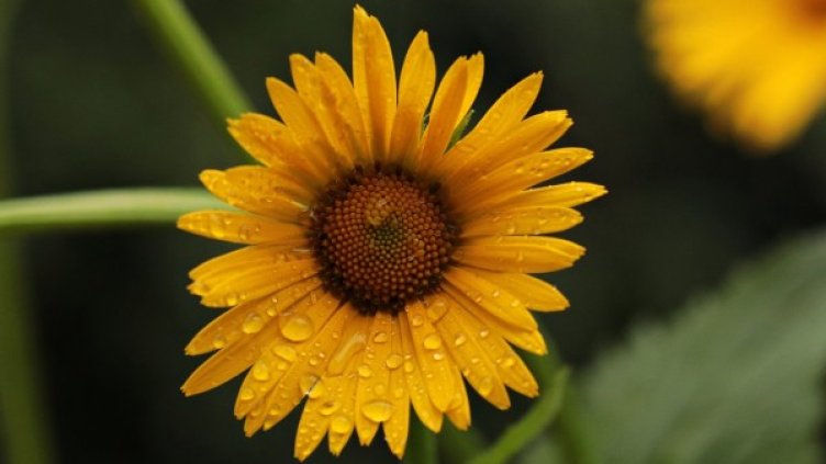 Вземете и чадър: Днес ще е топло, но следобед ще вали